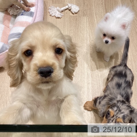 アメリカン・コッカー・スパニエルの写真