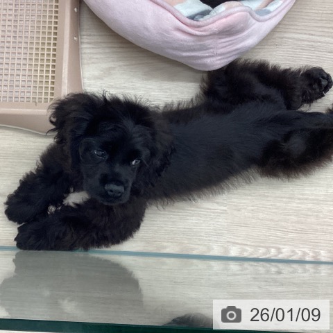 埼玉県のアメリカンコッカースパニエル (ペットプラス 川口店/2025年10月2日生まれ/男の子/ブラック)の子犬の3枚目の画像