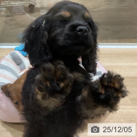 埼玉県のアメリカンコッカースパニエル (ペットプラス ららぽーと富士見店/2025年10月2日生まれ/女の子/ブラックタン)の子犬の3枚目の画像