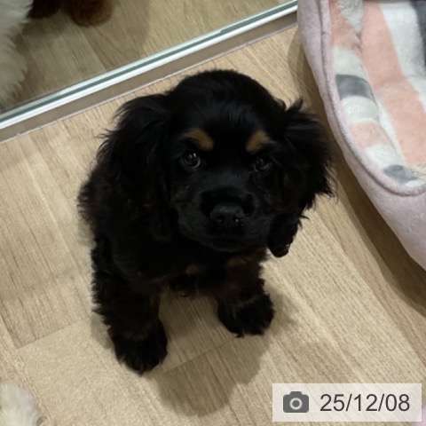 埼玉県のアメリカンコッカースパニエル (ペットプラス ららぽーと富士見店/2025年10月2日生まれ/女の子/ブラックタン)の子犬の3枚目の画像