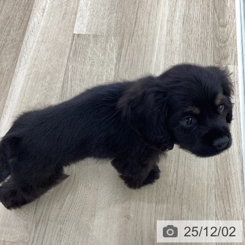 アメリカン・コッカー・スパニエルの写真