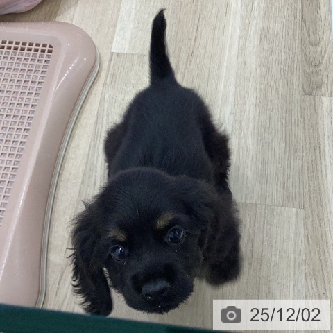 アメリカン・コッカー・スパニエルの写真