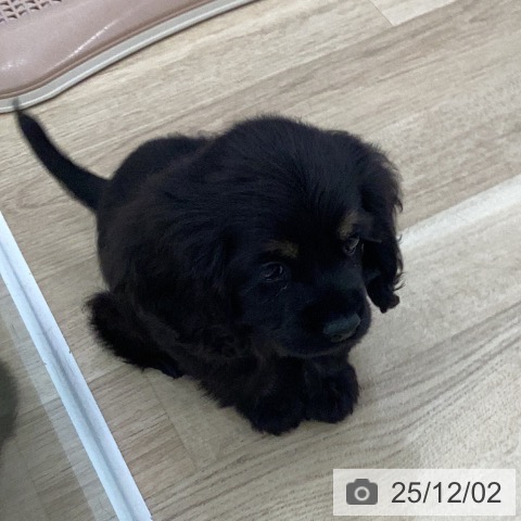 アメリカン・コッカー・スパニエルの写真