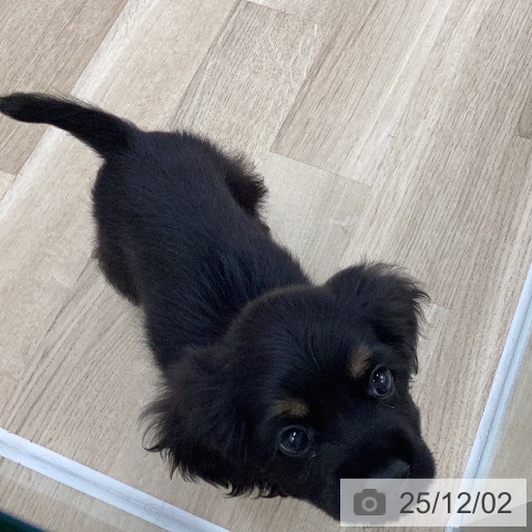 アメリカン・コッカー・スパニエルの写真