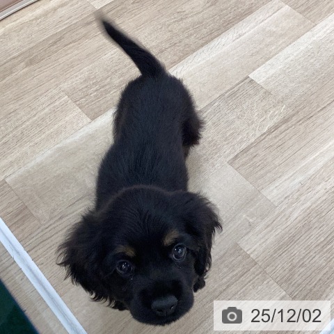 アメリカン・コッカー・スパニエルの写真