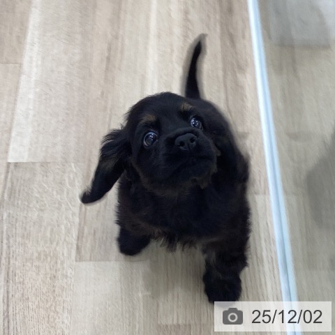 アメリカン・コッカー・スパニエルの写真