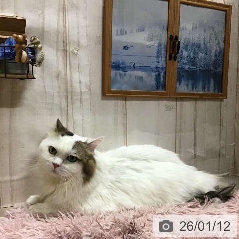 サイベリアンの写真