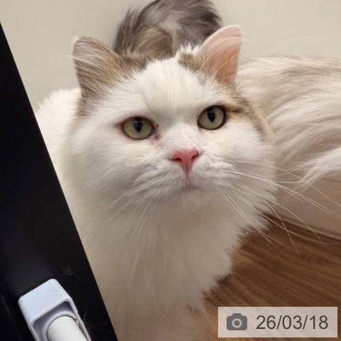 サイベリアンの写真