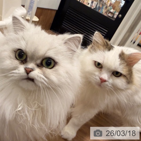 サイベリアンの写真