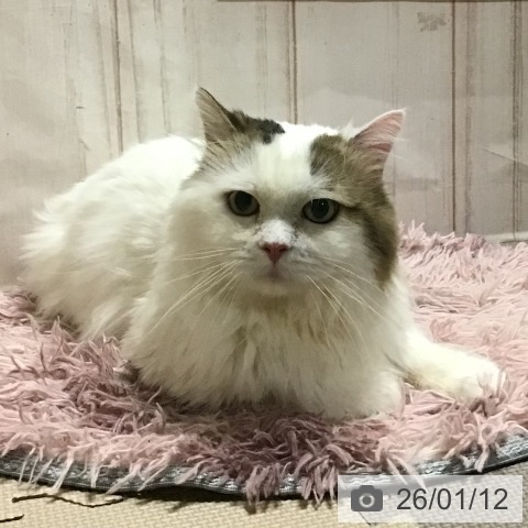 サイベリアンの写真