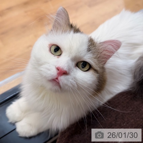 サイベリアンの写真