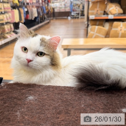 サイベリアンの写真