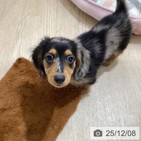 愛知県のミニチュアダックスフンド(ロング) (ペットプラス ナゴヤドーム前店/2025年10月2日生まれ/男の子/シルバーダップル)の子犬の4枚目の画像