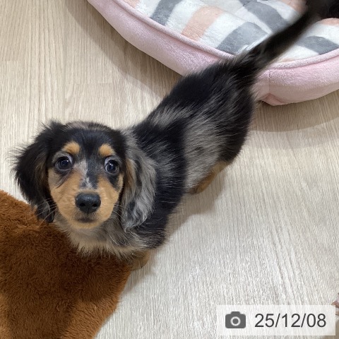 愛知県のミニチュアダックスフンド(ロング) (ペットプラス ナゴヤドーム前店/2025年10月2日生まれ/男の子/シルバーダップル)の子犬の3枚目の画像