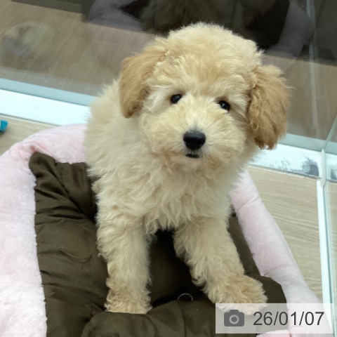 石川県のトイプードル(トイ) (ペットプラス 白山店/2025年10月2日生まれ/男の子/クリーム)の子犬の4枚目の画像