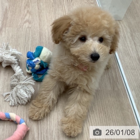 石川県のトイプードル(トイ) (ペットプラス 白山店/2025年10月2日生まれ/男の子/クリーム)の子犬の4枚目の画像