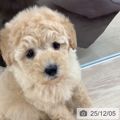 トイ・プードルの写真