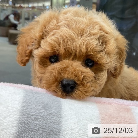 トイ・プードルの写真