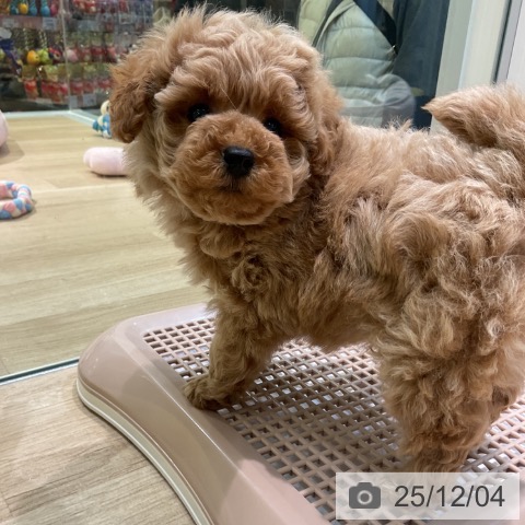 トイ・プードルの写真