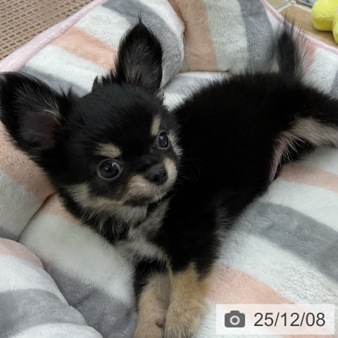 愛知県のチワワ(ロング) (ペットプラス mozoワンダーシティ店/2025年10月2日生まれ/男の子/ブラックタン)の子犬の4枚目の画像