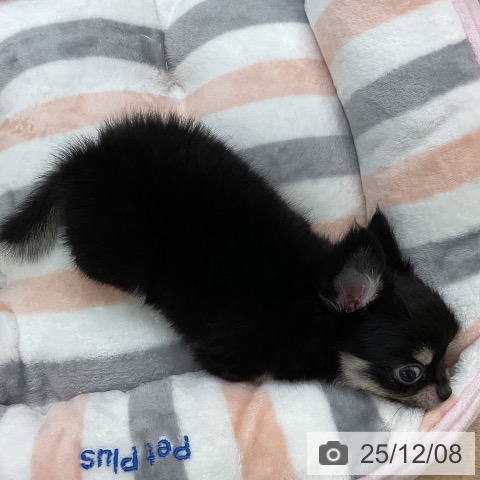 愛知県のチワワ(ロング) (ペットプラス mozoワンダーシティ店/2025年10月2日生まれ/男の子/ブラックタン)の子犬の3枚目の画像