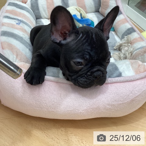 千葉県のフレンチブルドッグ (ペットプラス 成田店/2025年9月30日生まれ/男の子/ブリンドル)の子犬の4枚目の画像