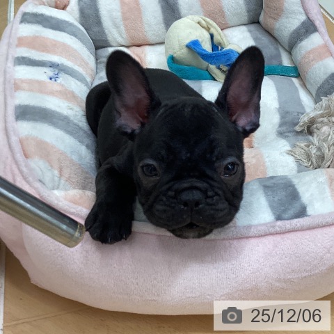 千葉県のフレンチブルドッグ (ペットプラス 成田店/2025年9月30日生まれ/男の子/ブリンドル)の子犬の3枚目の画像