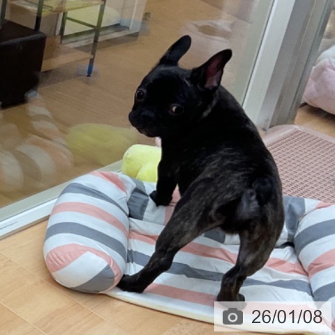 埼玉県のフレンチブルドッグ (ペットプラス 浦和美園店/2025年9月30日生まれ/男の子/ブリンドル)の子犬の3枚目の画像