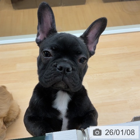 埼玉県のフレンチブルドッグ (ペットプラス 浦和美園店/2025年9月30日生まれ/男の子/ブリンドル)の子犬の4枚目の画像