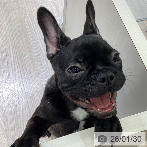 富山県のフレンチブルドッグ (ペットプラス 高岡店/2025年9月30日生まれ/男の子/ブリンドル)の子犬の4枚目の画像