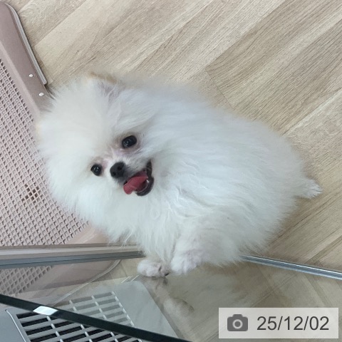 ポメラニアンの写真