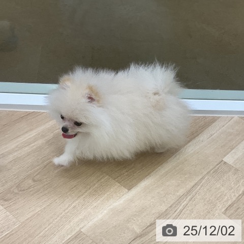 愛知県のポメラニアン (ペットプラス mozoワンダーシティ店/2025年9月18日生まれ/男の子/クリーム)の子犬の4枚目の画像