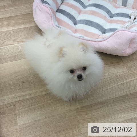 ポメラニアンの写真