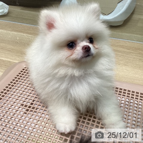 ポメラニアンの写真