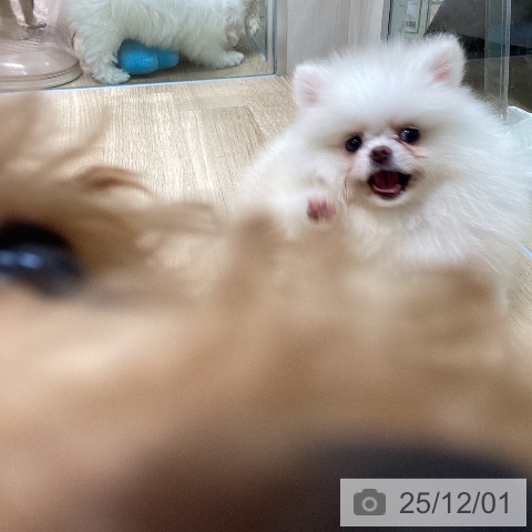 ポメラニアンの写真
