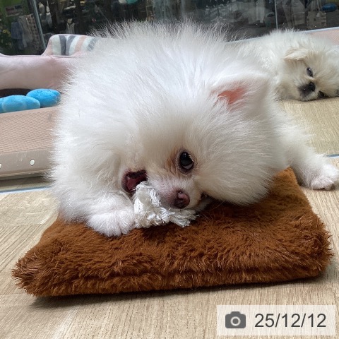 愛知県のポメラニアン (ペットプラス 則武新町店/2025年9月29日生まれ/男の子/クリーム)の子犬の4枚目の画像