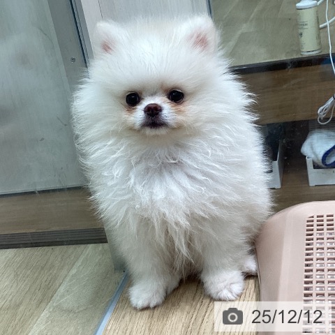 愛知県のポメラニアン (ペットプラス 則武新町店/2025年9月29日生まれ/男の子/クリーム)の子犬の3枚目の画像