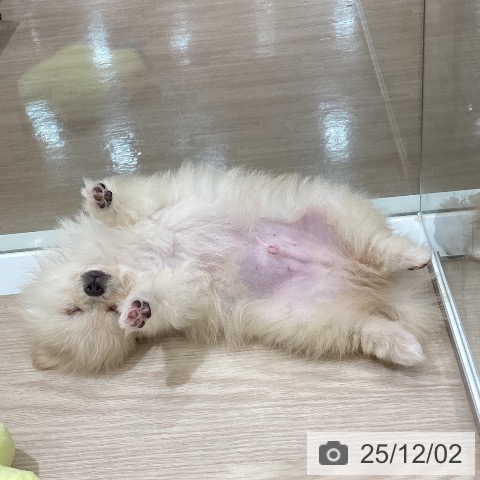 ポメラニアンの写真