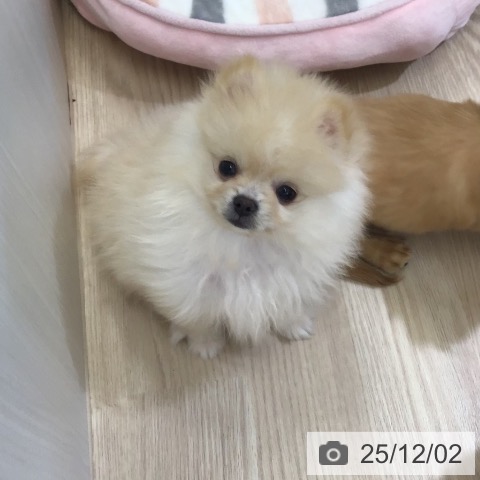 ポメラニアンの写真