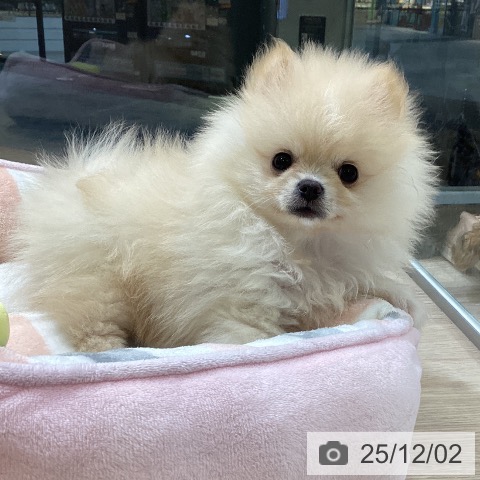 ポメラニアンの写真