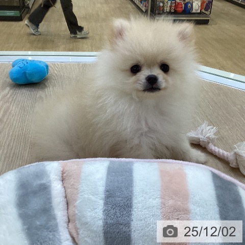 ポメラニアンの写真