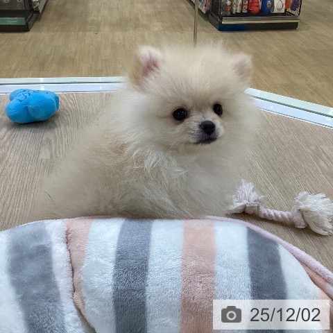 ポメラニアンの写真