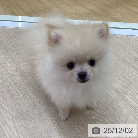 愛知県のポメラニアン (ペットプラス ナゴヤドーム前店/2025年9月29日生まれ/男の子/クリーム)の子犬の4枚目の画像