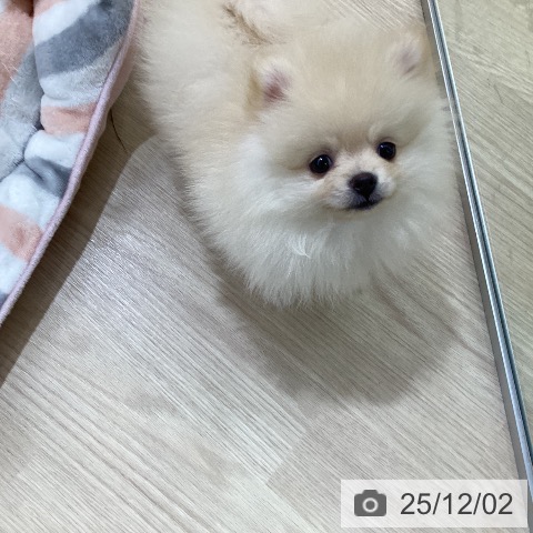 ポメラニアンの写真