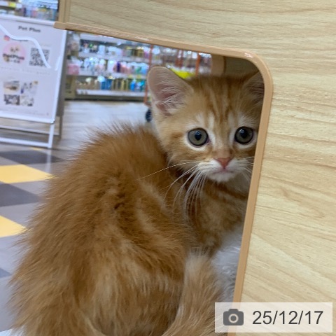 岐阜県のマンチカン (ペットプラス 光ケ丘店/2025年10月1日生まれ/男の子/レッドタビー)の子猫の4枚目の画像