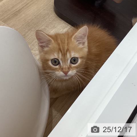 岐阜県のマンチカン (ペットプラス 光ケ丘店/2025年10月1日生まれ/男の子/レッドタビー)の子猫の3枚目の画像