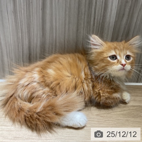 愛知県のマンチカン (ペットプラス イオンモール豊川店/2025年10月1日生まれ/男の子/レッドタビーホワイト)の子猫の3枚目の画像