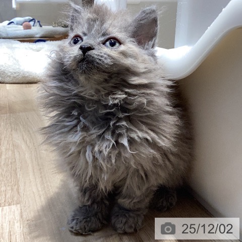 セルカークレックスの写真