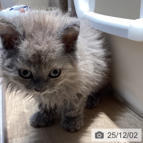 セルカークレックスの写真