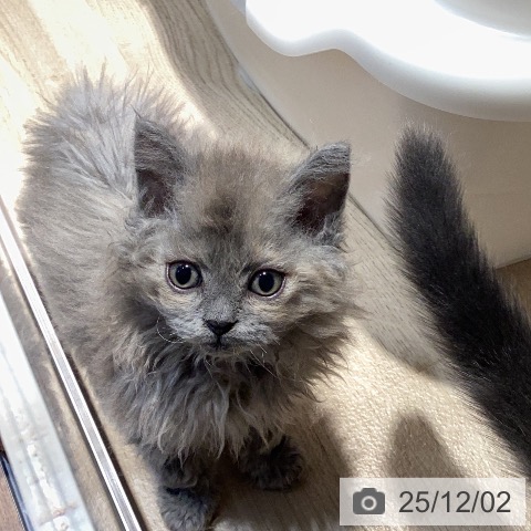 セルカークレックスの写真